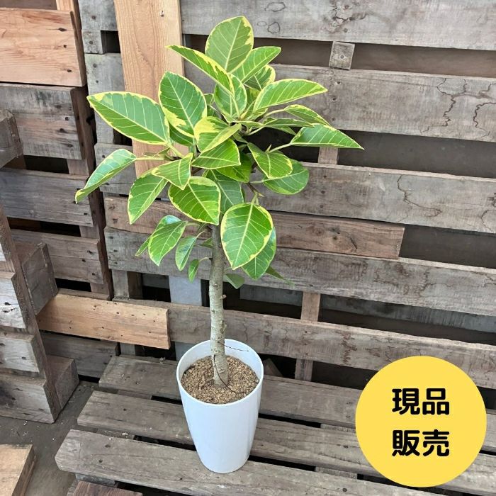 観葉植物 ☆現品☆ フィカス アルテシマ 7号 ロングポット 新品 001065