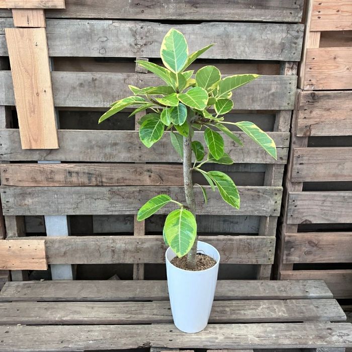 観葉植物現品販売