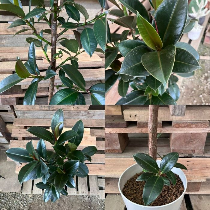 観葉植物現品販売