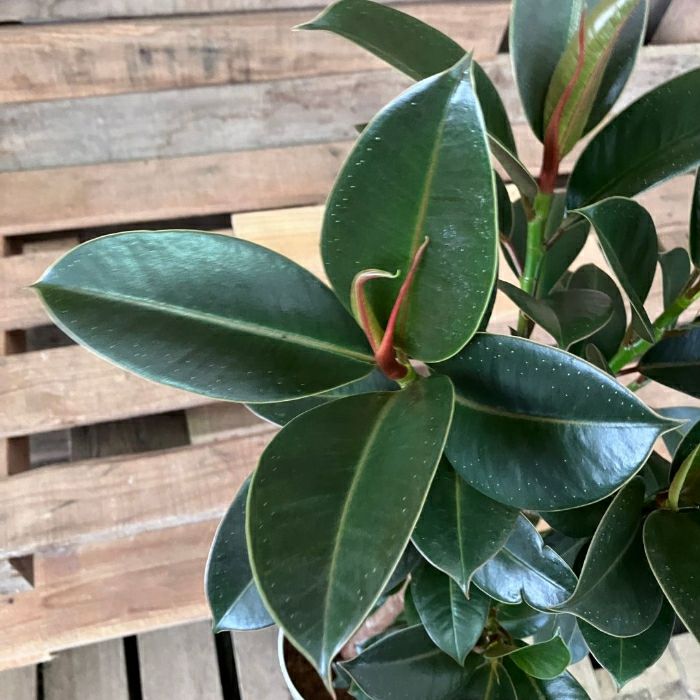 観葉植物現品販売