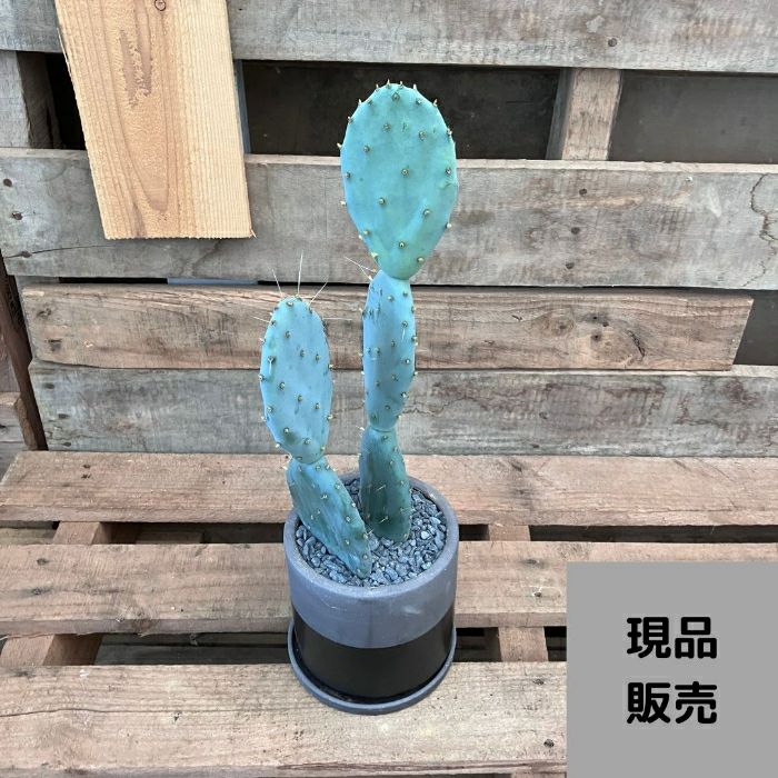 観葉植物 【現品】シックな陶器鉢入り オプンチア 大丸盆 ウチワ