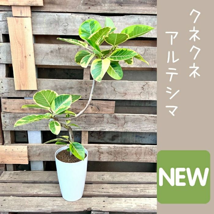 観葉植物現品販売