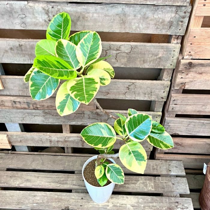 観葉植物現品販売