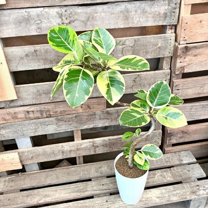 観葉植物現品販売