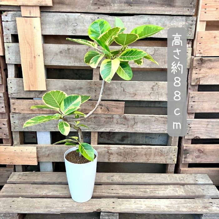 観葉植物現品販売