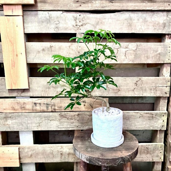 観葉植物現品販売