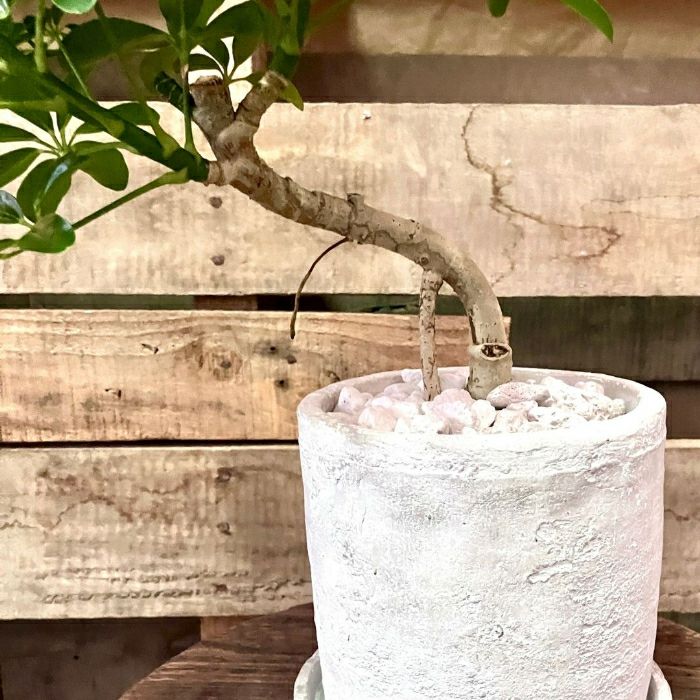 観葉植物現品販売