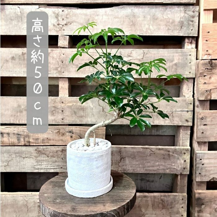 観葉植物現品販売