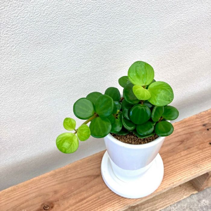 観葉植物現品販売