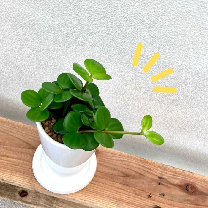 観葉植物現品販売