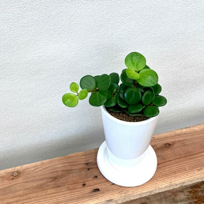 観葉植物現品販売