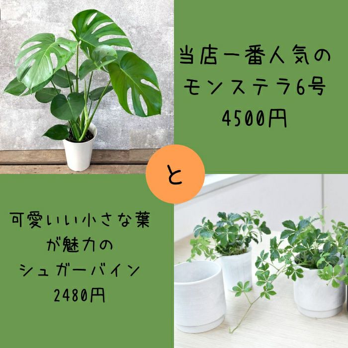 観葉植物現品販売