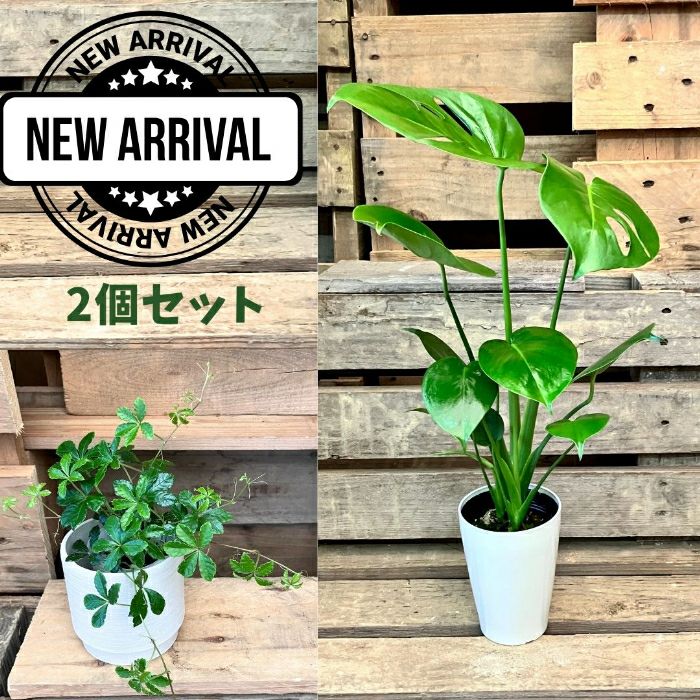 観葉植物現品販売