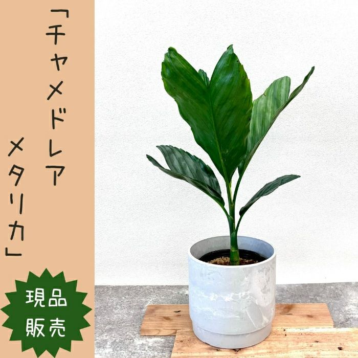 観葉植物現品販売