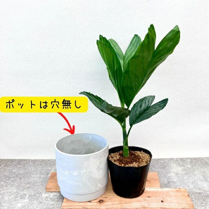 観葉植物現品販売