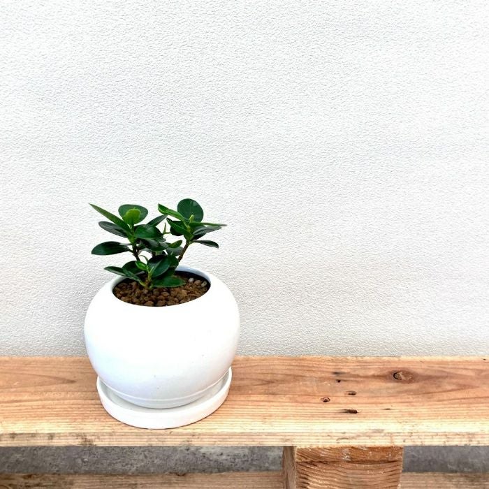 観葉植物現品販売