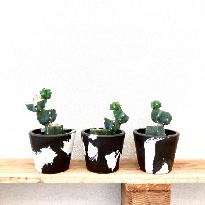 観葉植物現品販売