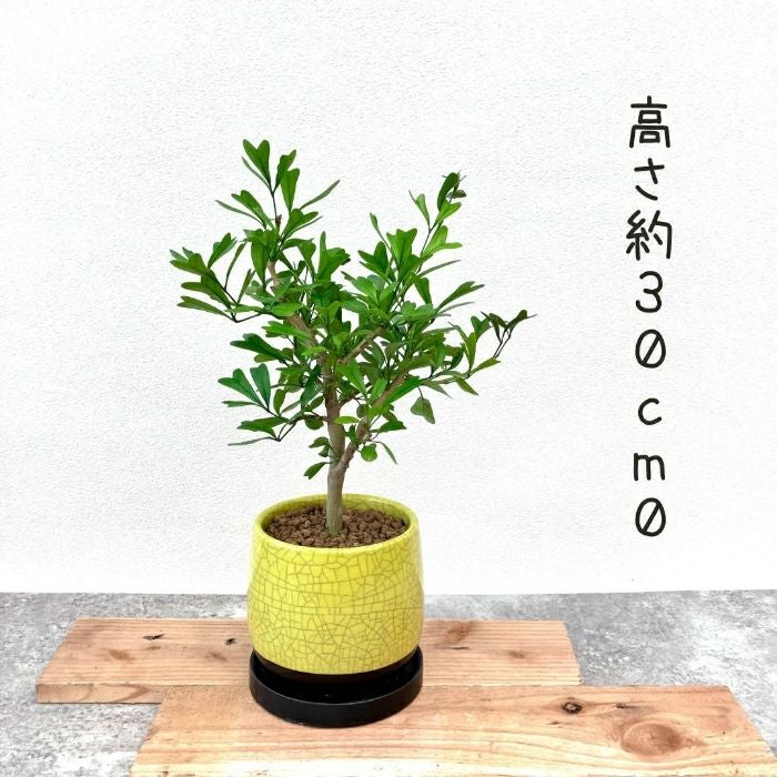 観葉植物現品販売