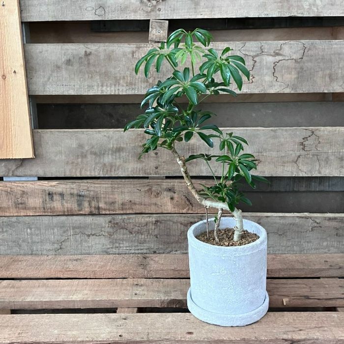 観葉植物現品販売