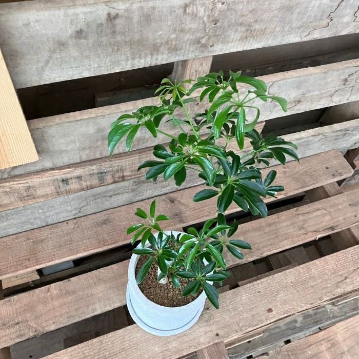 観葉植物現品販売