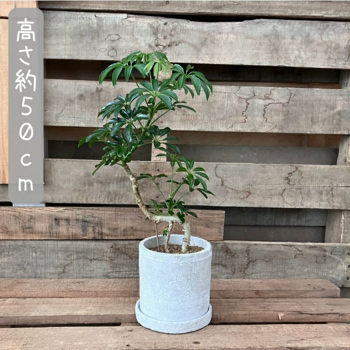観葉植物現品販売
