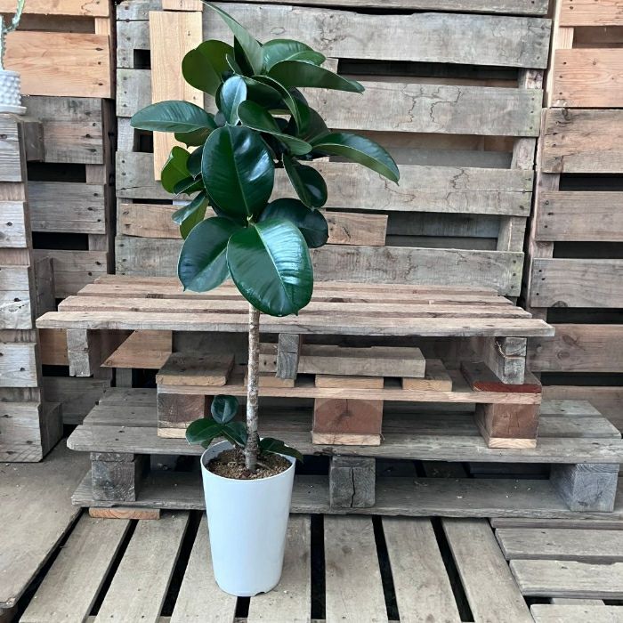 観葉植物 新品 ☆現品☆ フィカス・ソフィア 001079 現品商品 NEW