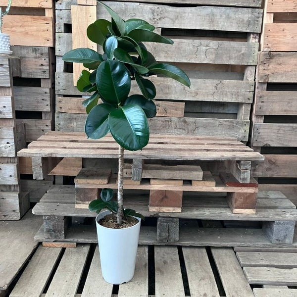 観葉植物 新品 ☆現品☆ フィカス・ソフィア 001079 現品商品 NEW