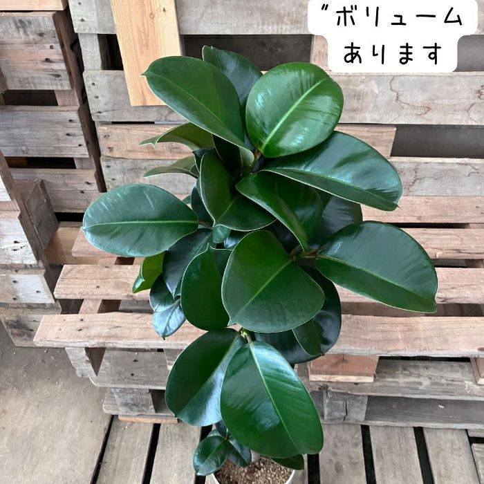 観葉植物現品販売