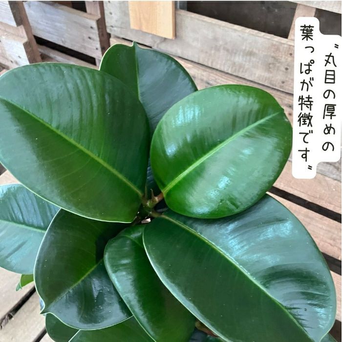 観葉植物現品販売
