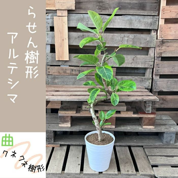 観葉植物現品販売