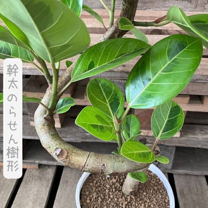 観葉植物現品販売