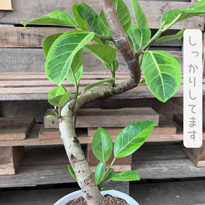 観葉植物現品販売