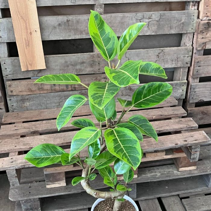 観葉植物現品販売