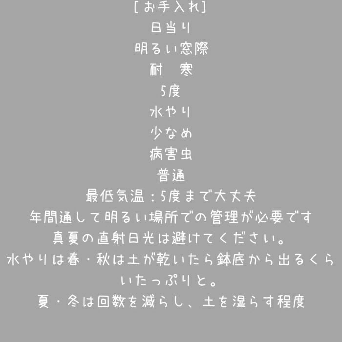 観葉植物現品販売