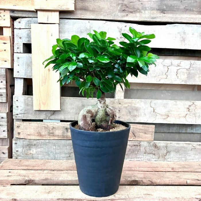 NEW【現品】 観葉植物 ガジュマル 7号サイズ 人気商品 ボリュームあり