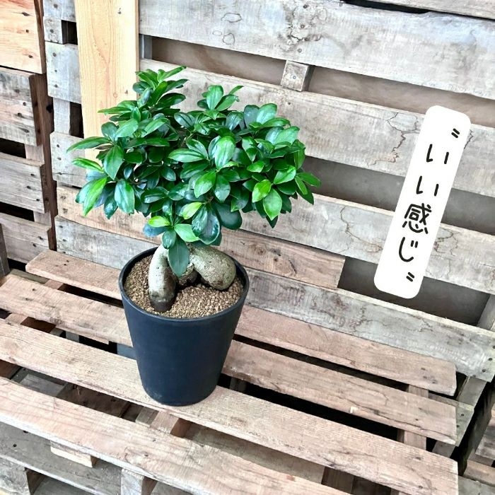 観葉植物現品販売