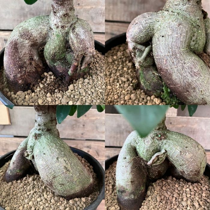 観葉植物現品販売