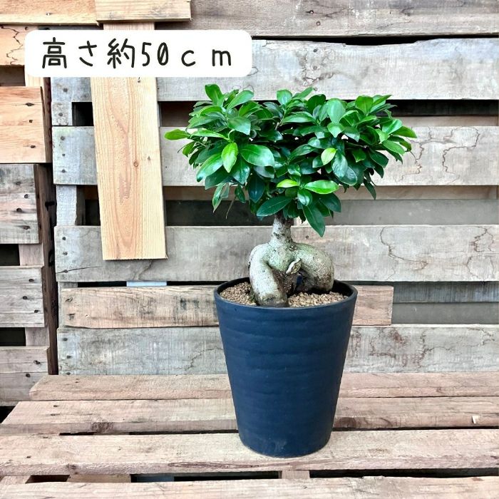 観葉植物現品販売