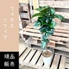 観葉植物現品販売