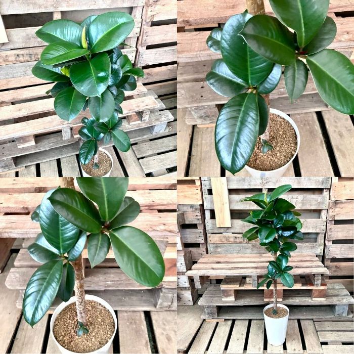 観葉植物現品販売