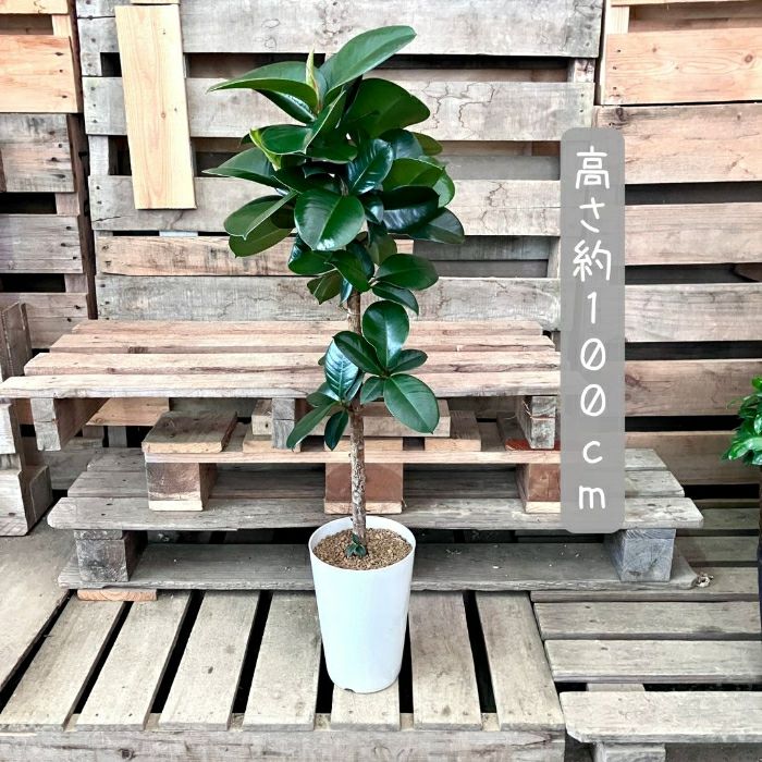 観葉植物現品販売