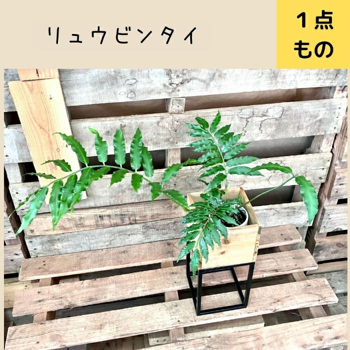 観葉植物現品販売