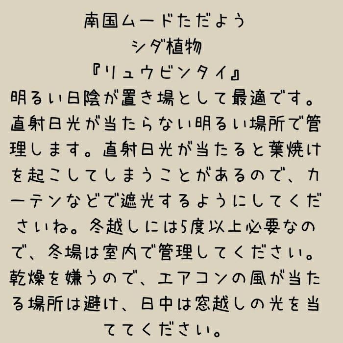 観葉植物現品販売