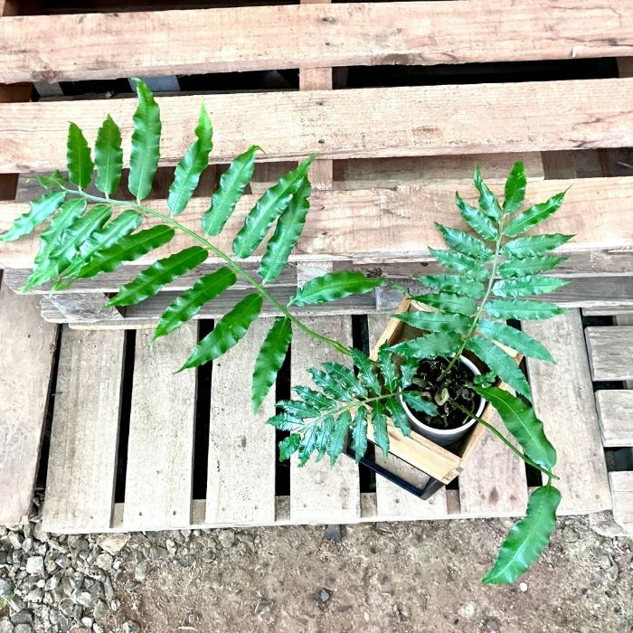 観葉植物現品販売