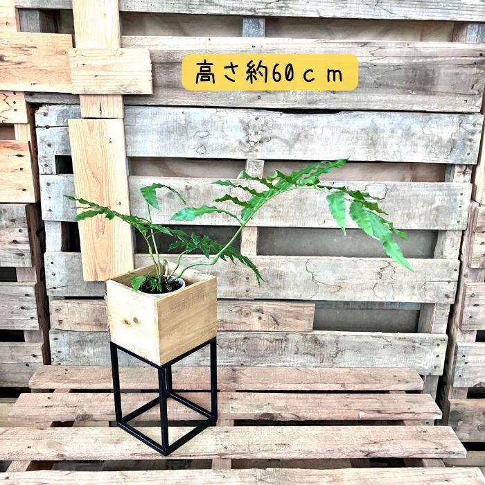 観葉植物現品販売