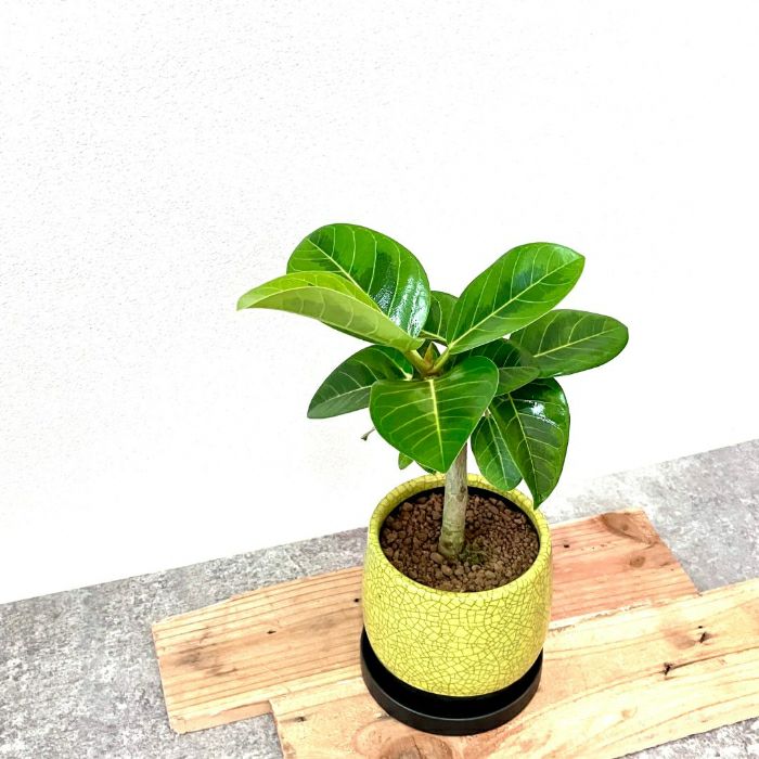 観葉植物現品販売