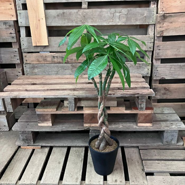 観葉植物現品販売