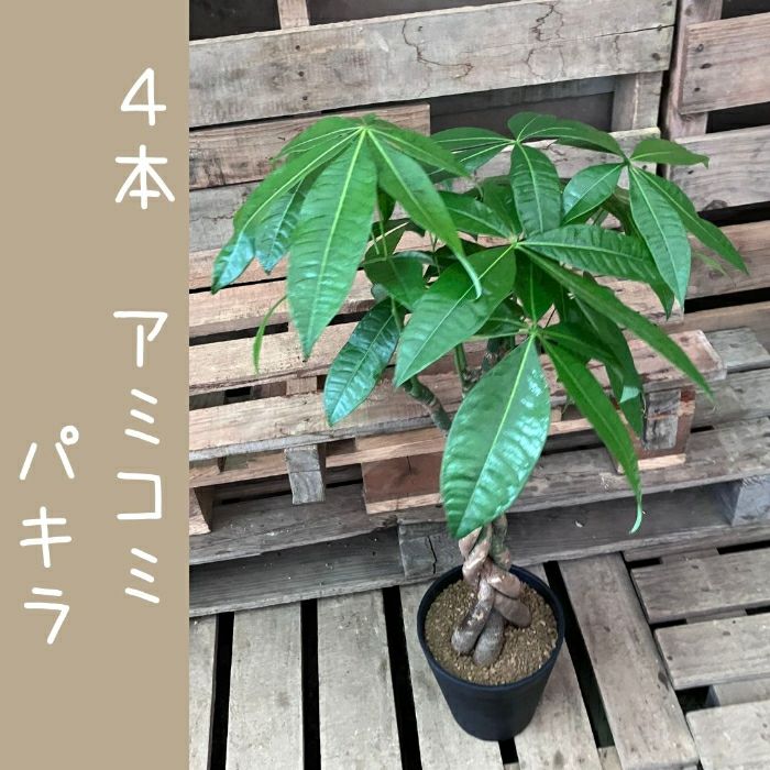 観葉植物現品販売