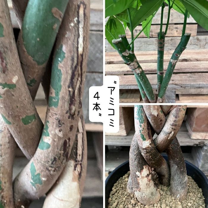 観葉植物現品販売