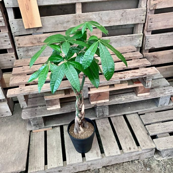 観葉植物現品販売